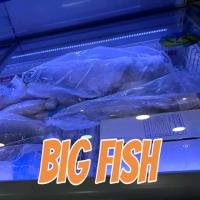 Big fish