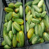 cucumber