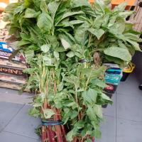 fresh vegetable